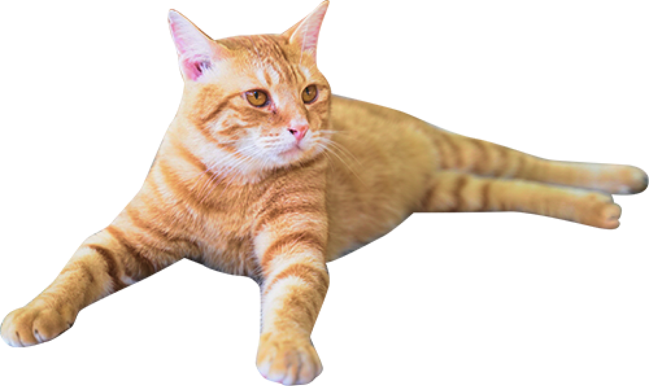 茶色の猫の写真